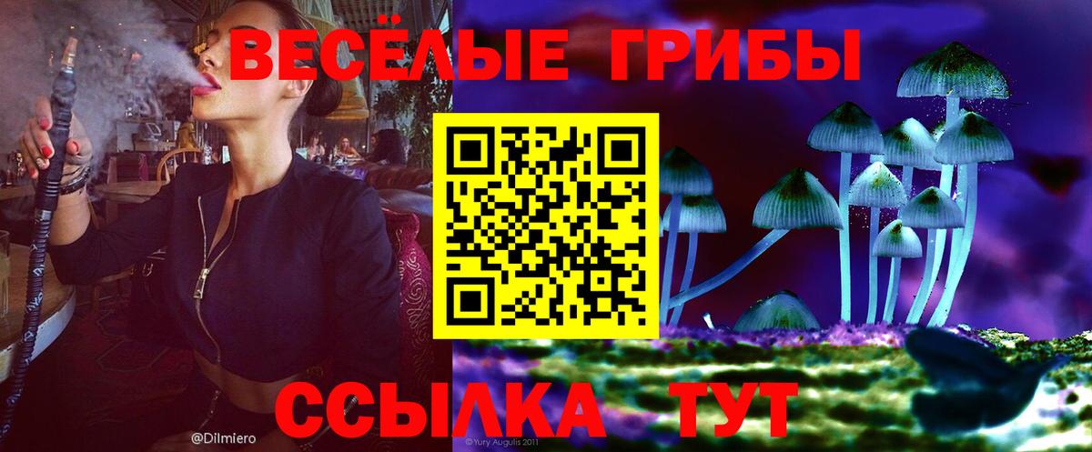 Псилоцибиновые грибы Psilocybe  Вход с VPN  Гусиноозёрск 